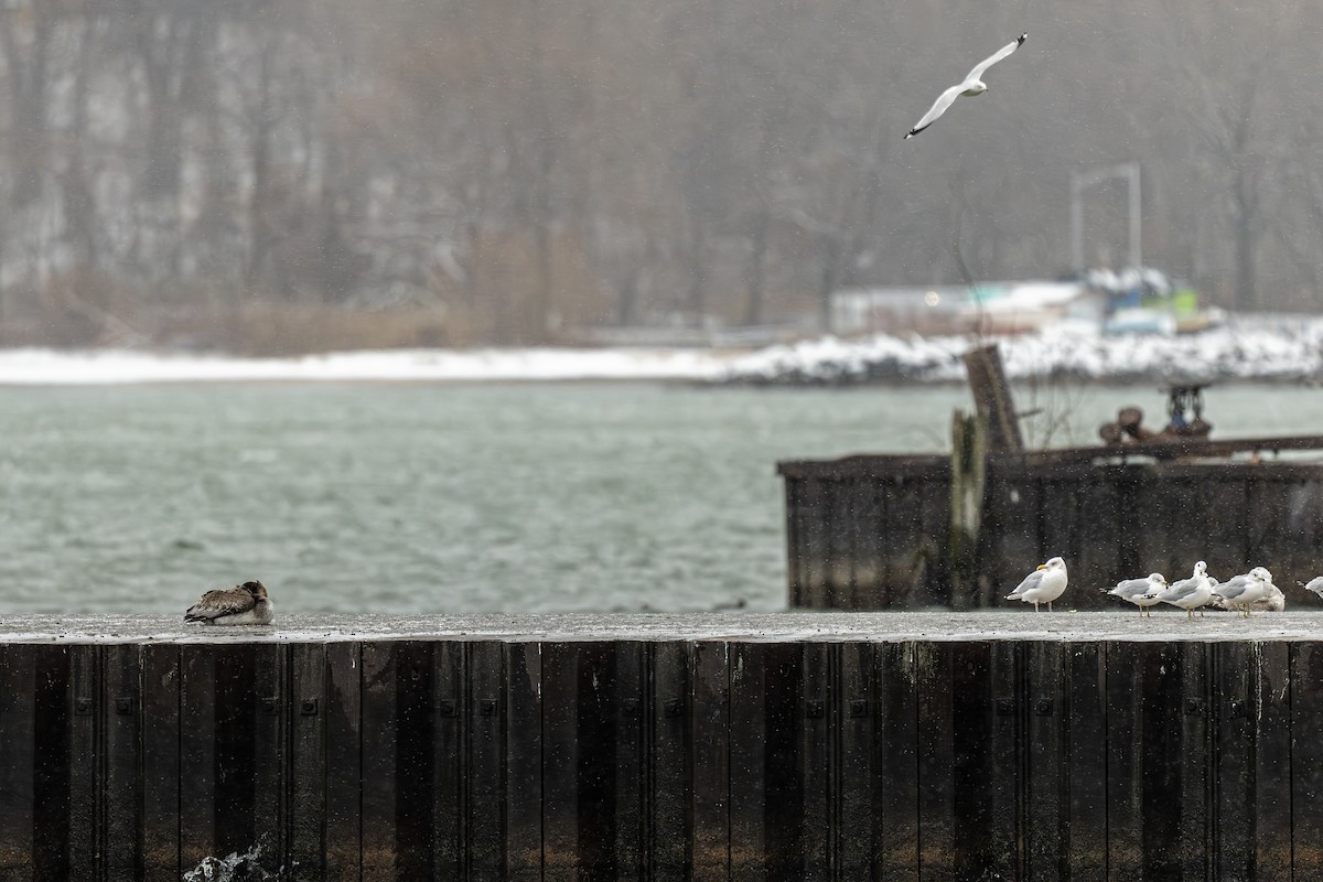 Brown Pelican - ML645953944