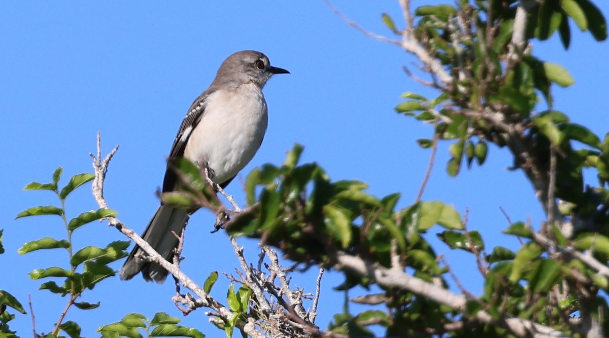 Пересмішник багатоголосий - ML645953947