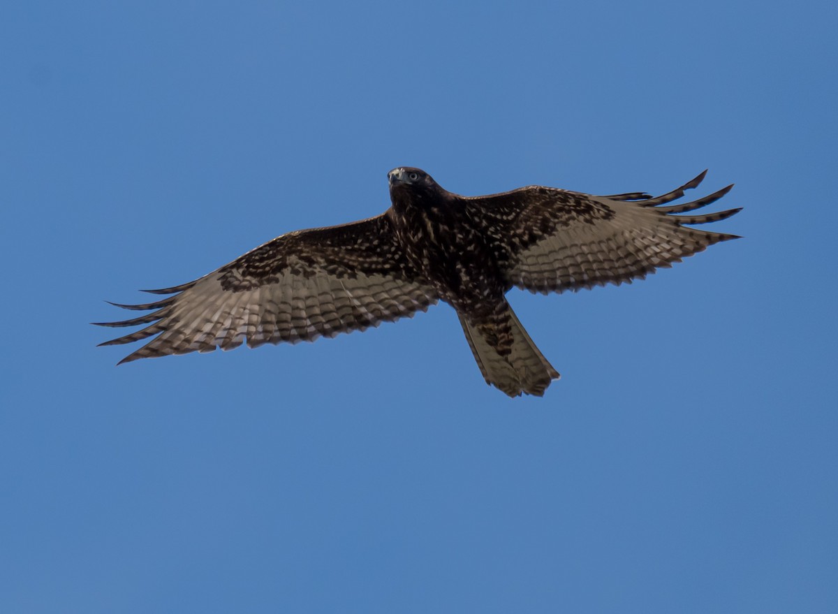 アカオノスリ - ML645953948