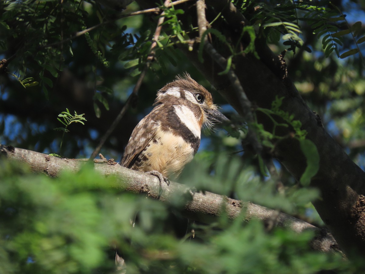 Russet-throated Puffbird - ML645953949