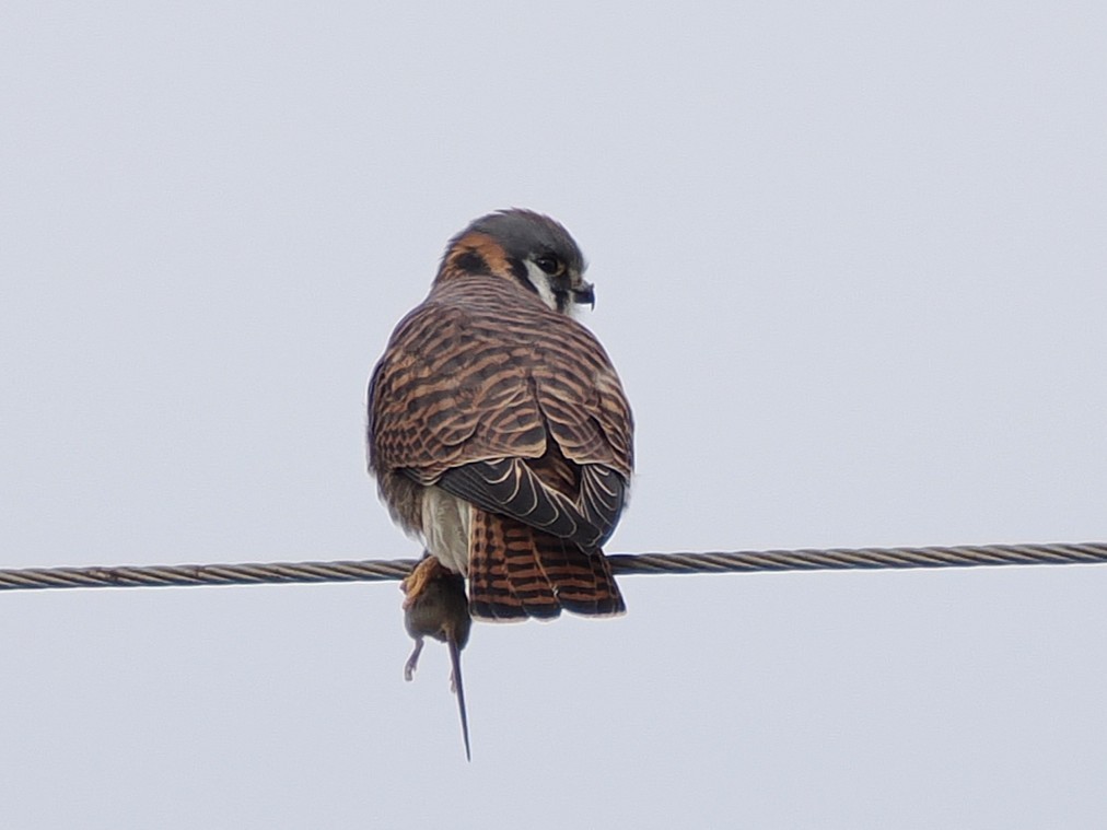 アメリカチョウゲンボウ - ML645953954