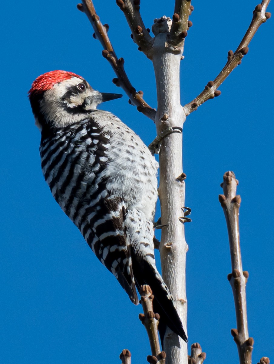 シマアカゲラ - ML645953955