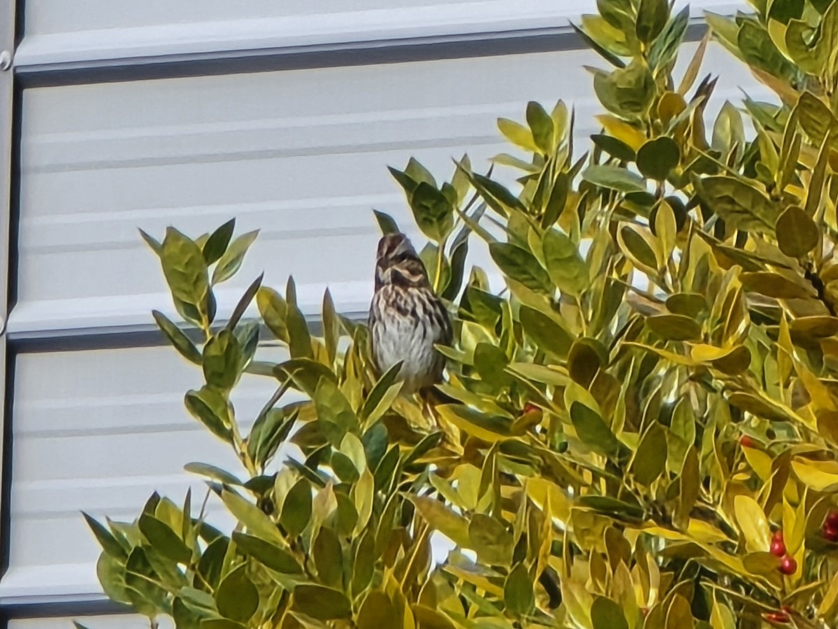 ウタスズメ - ML645953956