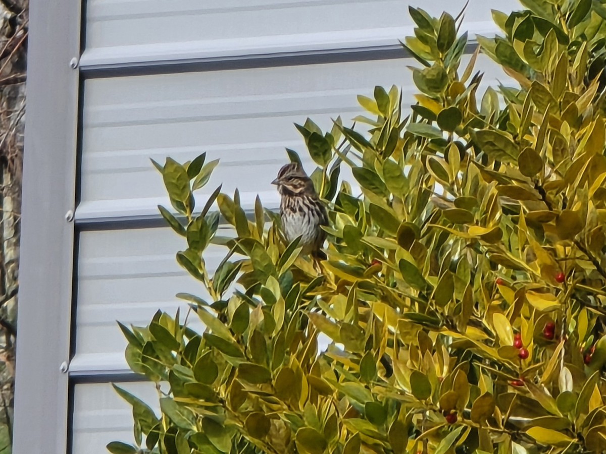 ウタスズメ - ML645953957