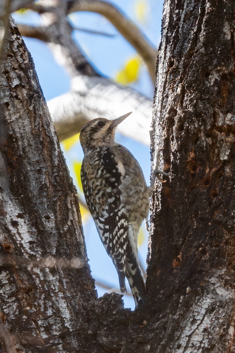 シルスイキツツキ - ML645953967