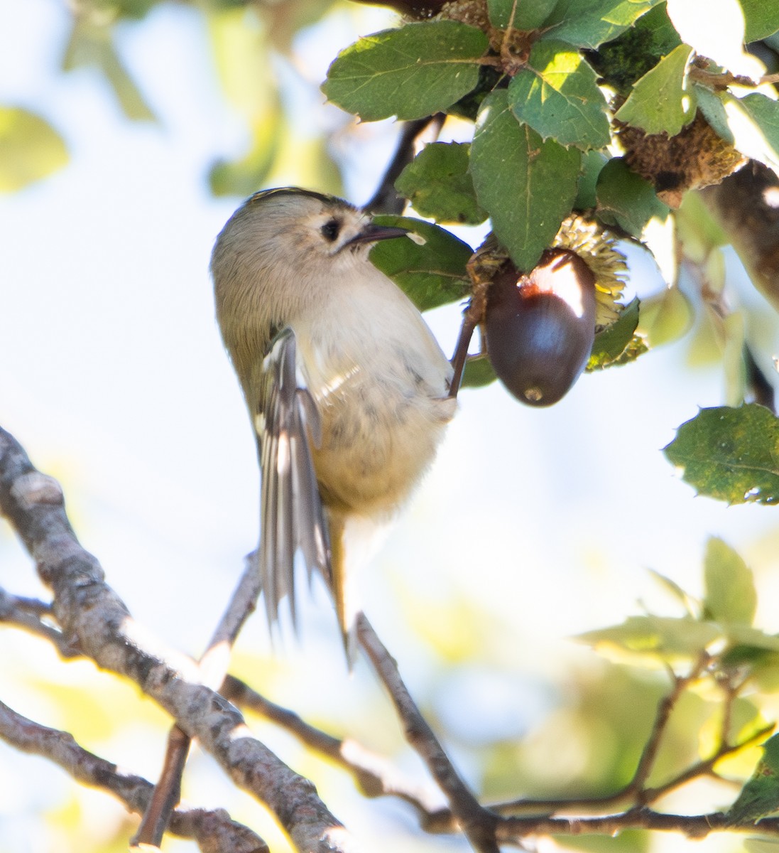 キクイタダキ - ML645953971