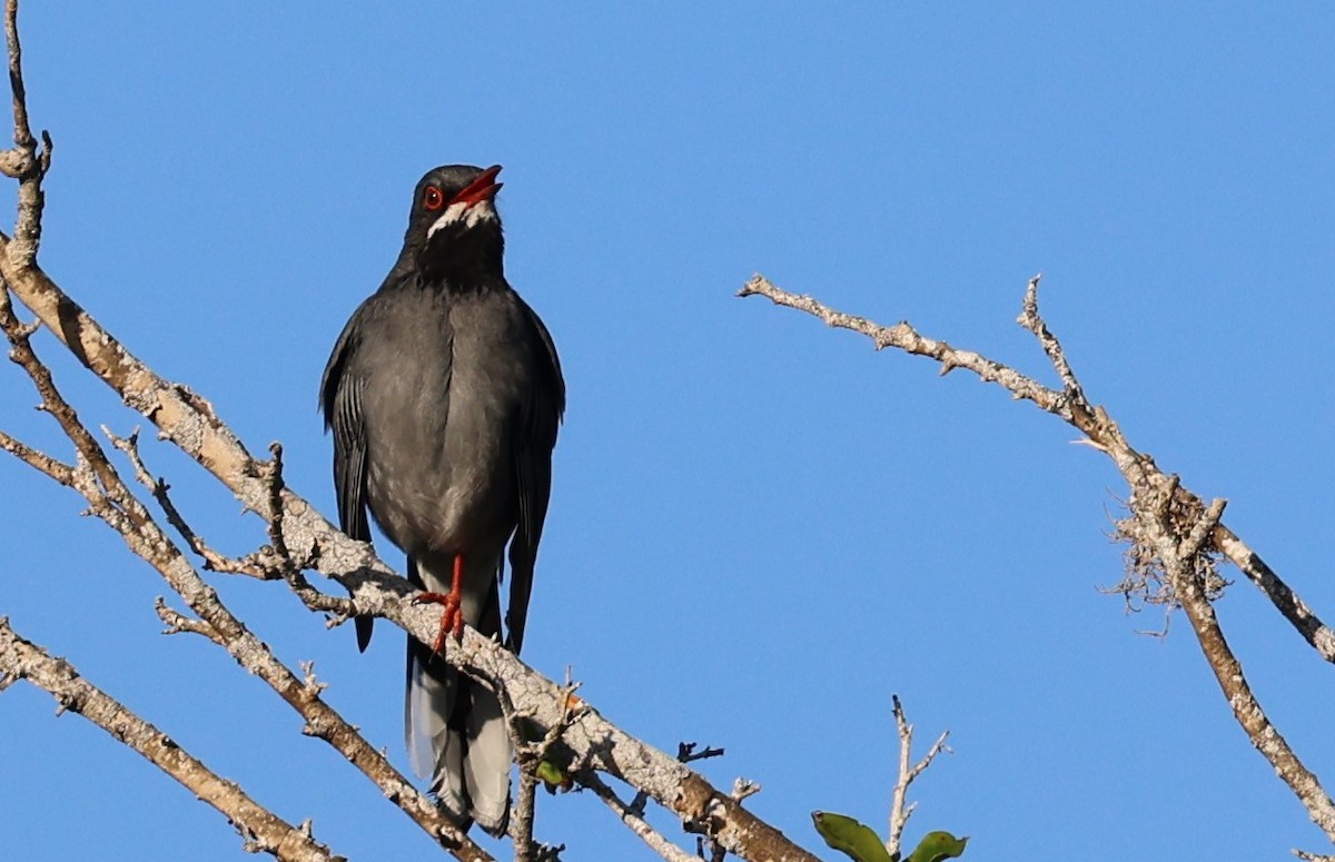 Western Red-legged Thrush - ML645953972