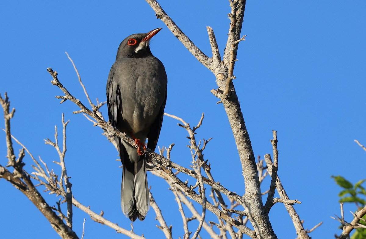 Western Red-legged Thrush - ML645953973
