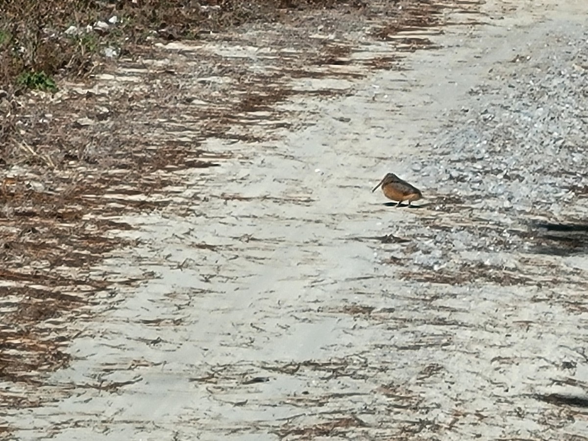 アメリカヤマシギ - ML645953976