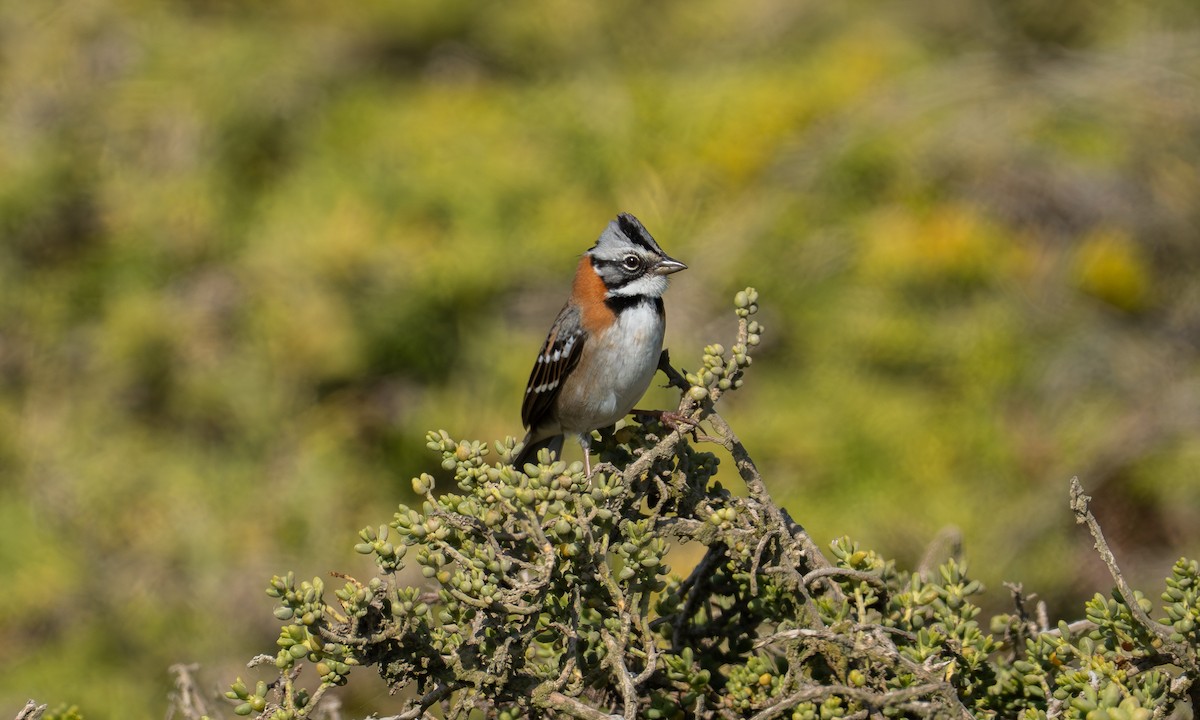 アカエリシトド - ML645953977