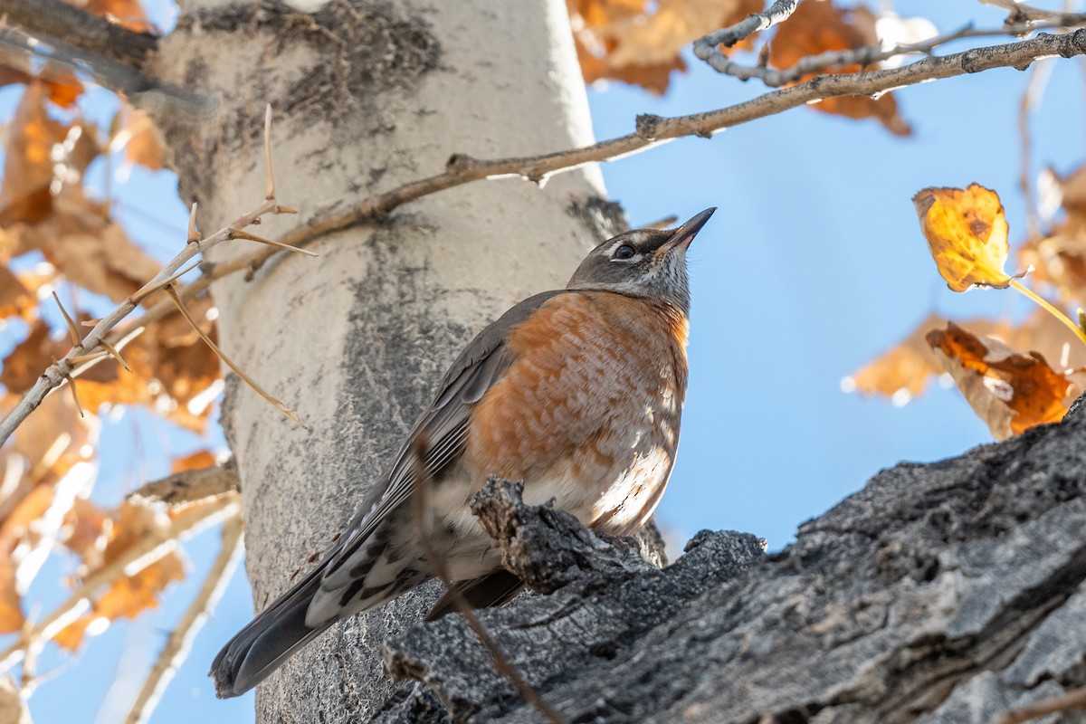 コマツグミ - ML645953978