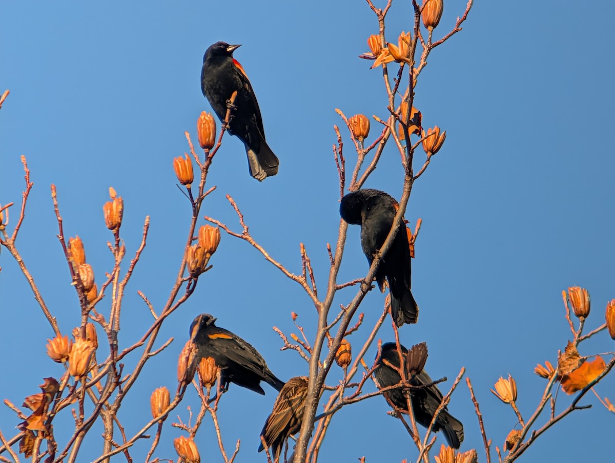 ハゴロモガラス - ML645953979