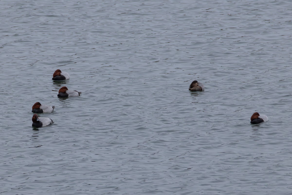 ホシハジロ - ML645953982