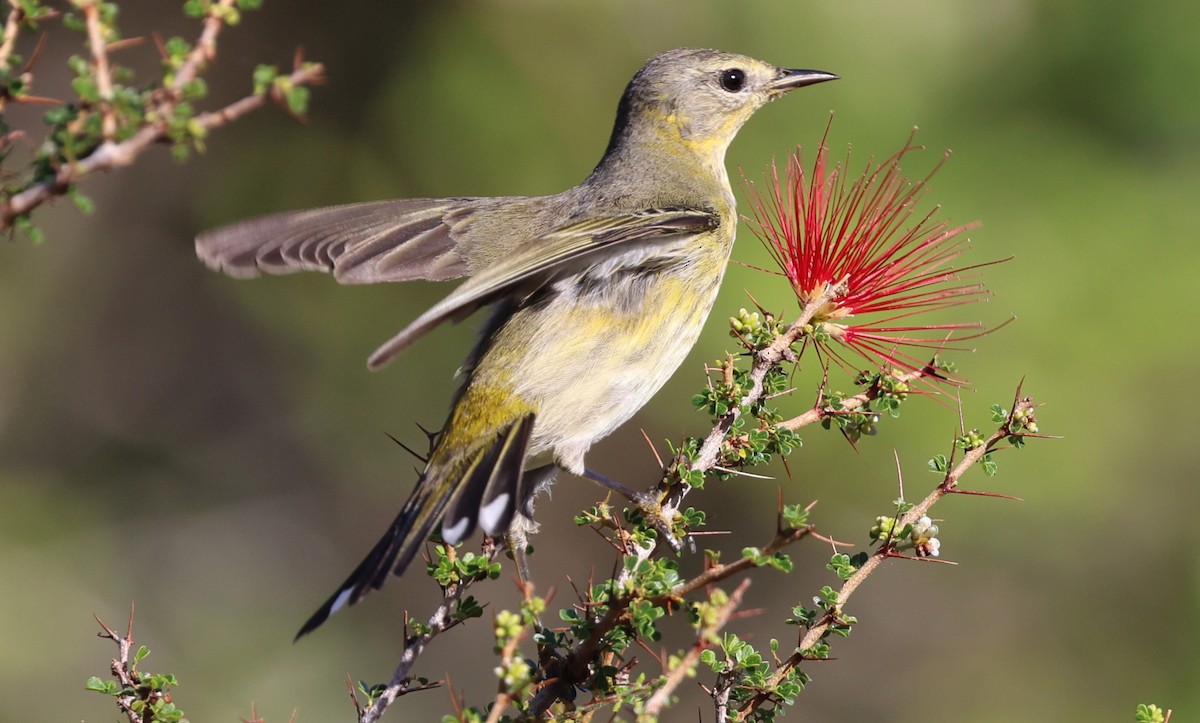 ホオアカアメリカムシクイ - ML645953983