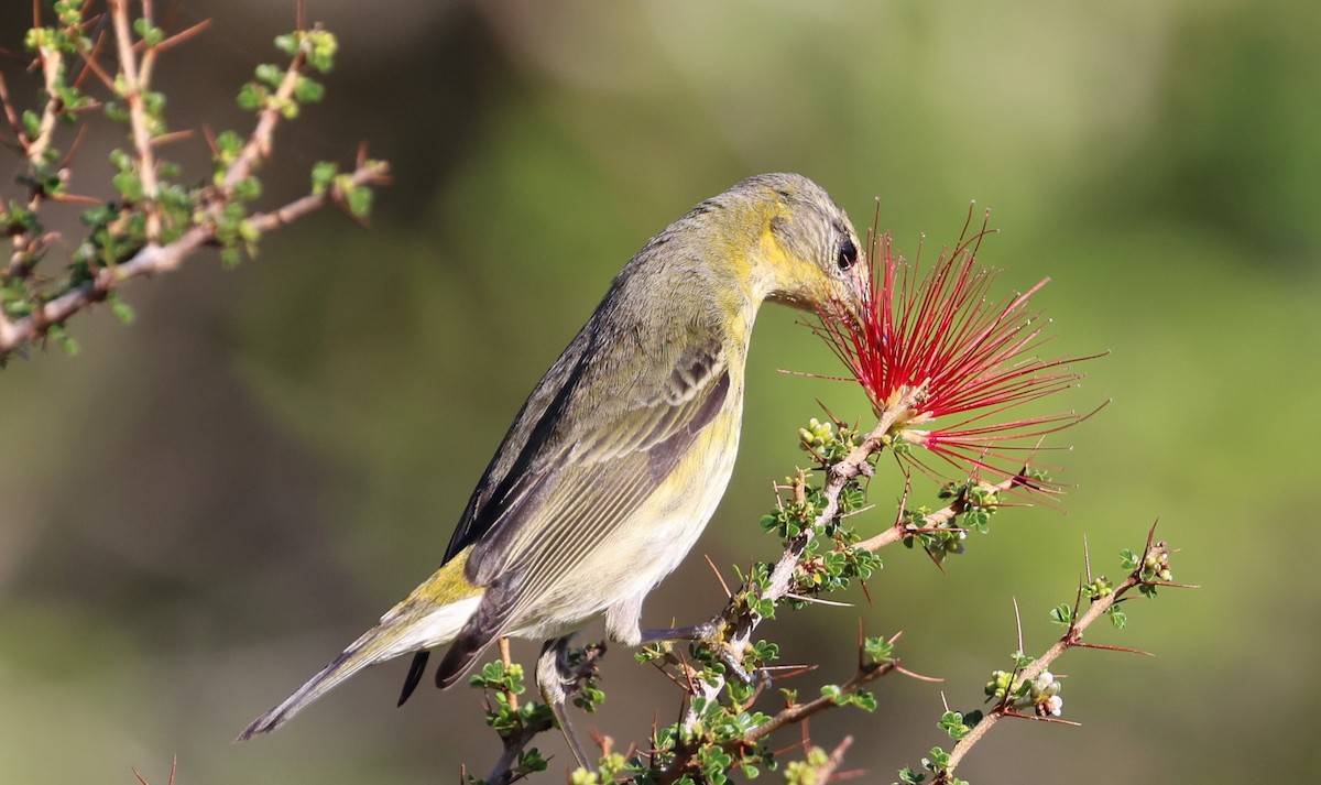 ホオアカアメリカムシクイ - ML645953984