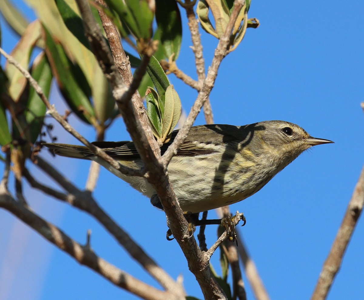 ホオアカアメリカムシクイ - ML645953985