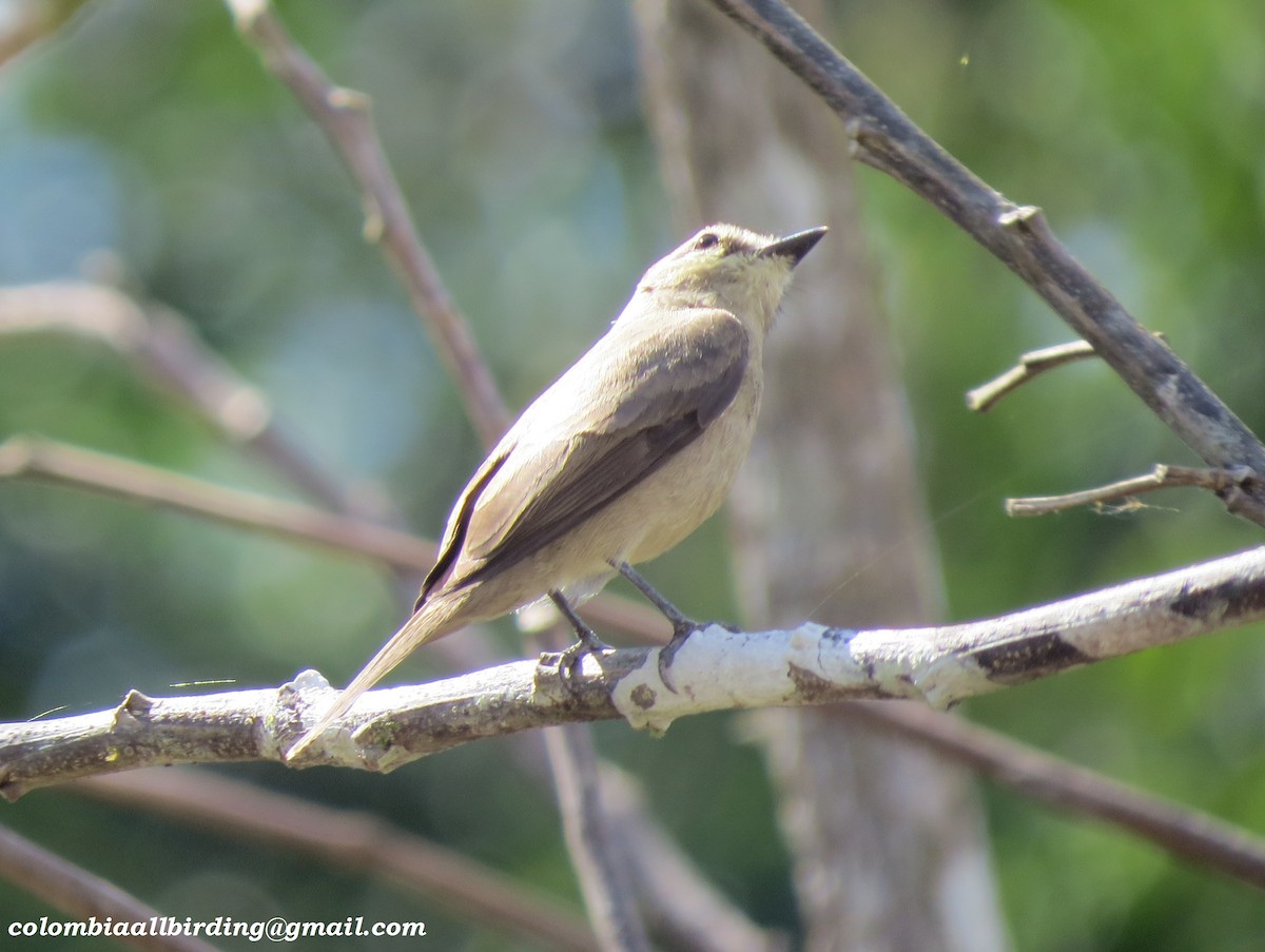 Mouse-colored Tyrannulet (Southern) - ML645953986