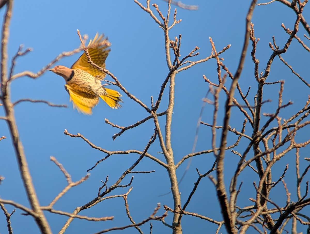 ハシボソキツツキ - ML645953987