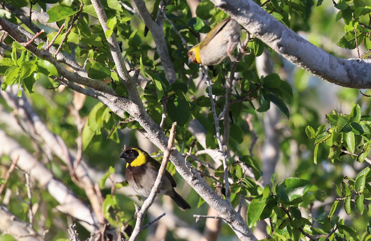 クビワスズメ - ML645953989