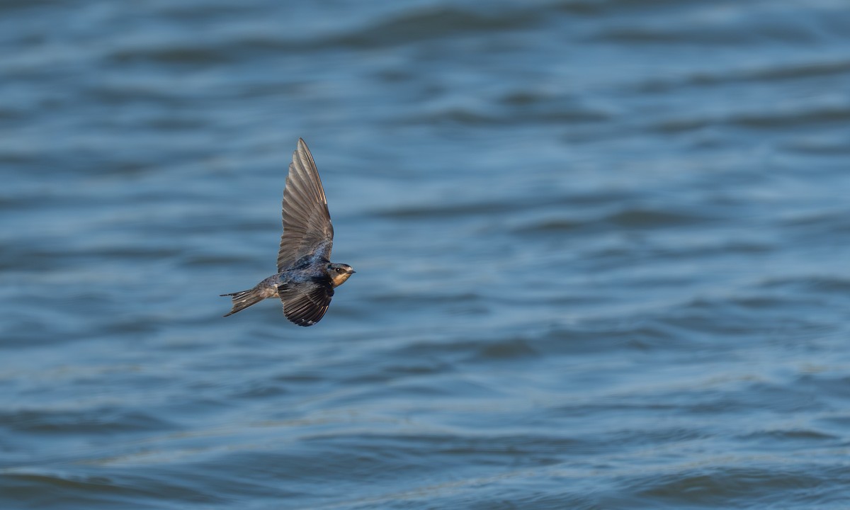 ツバメ - ML645953990