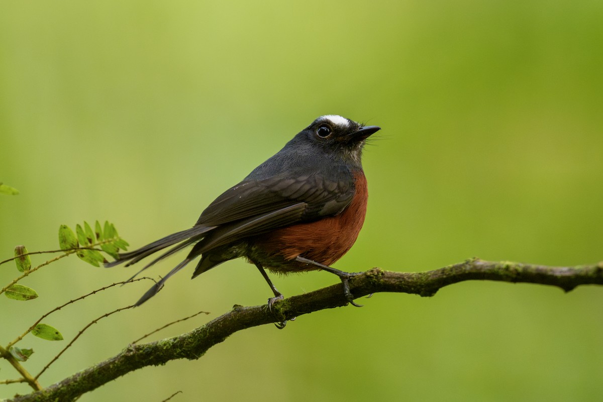 Chestnut-bellied Chat-Tyrant - ML645953991