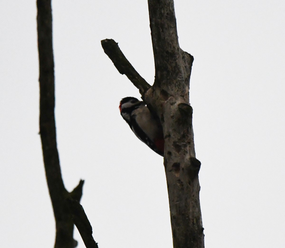 アカゲラ（major グループ） - ML645953992