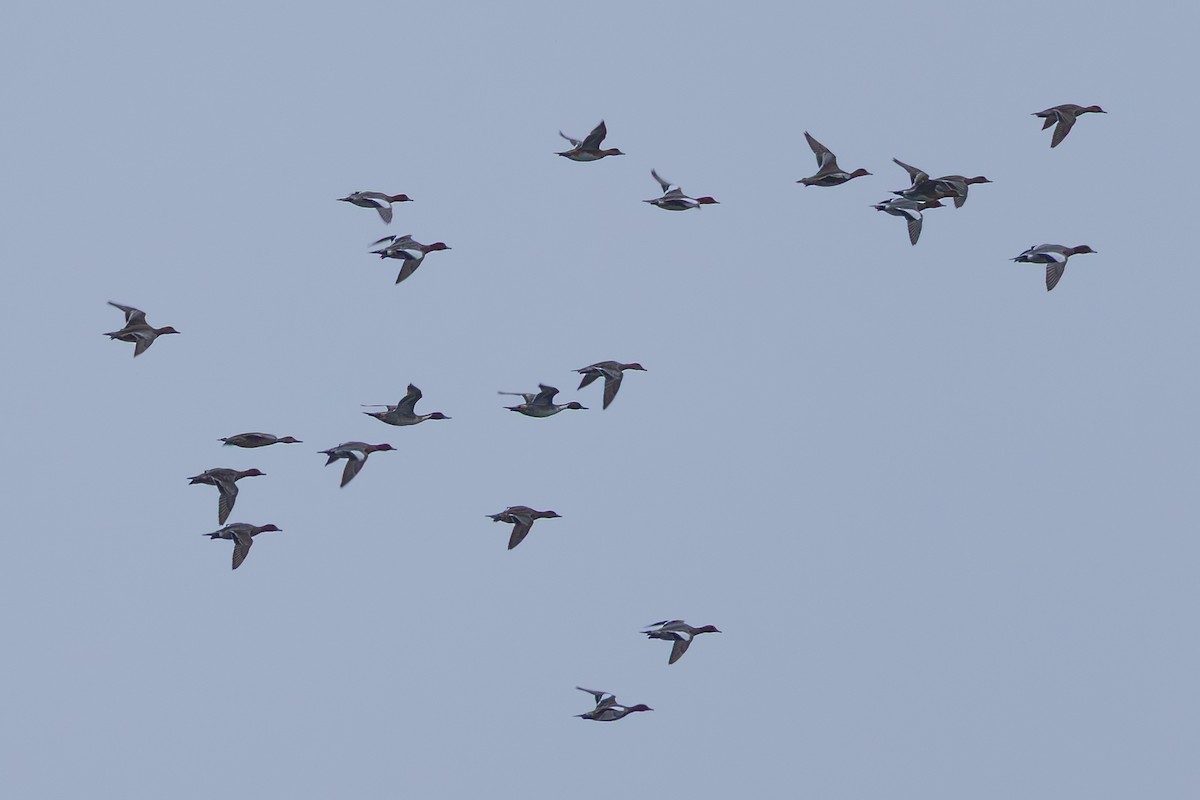 オナガガモ - ML645953994