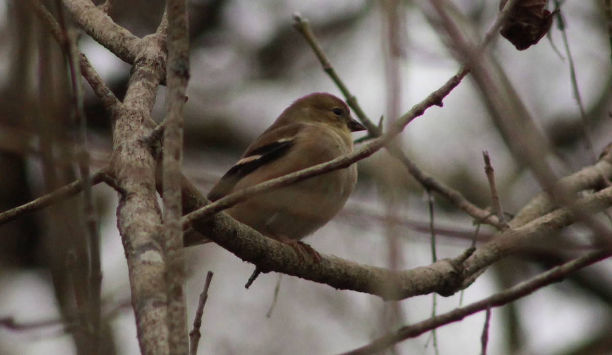 American Goldfinch - ML645953996