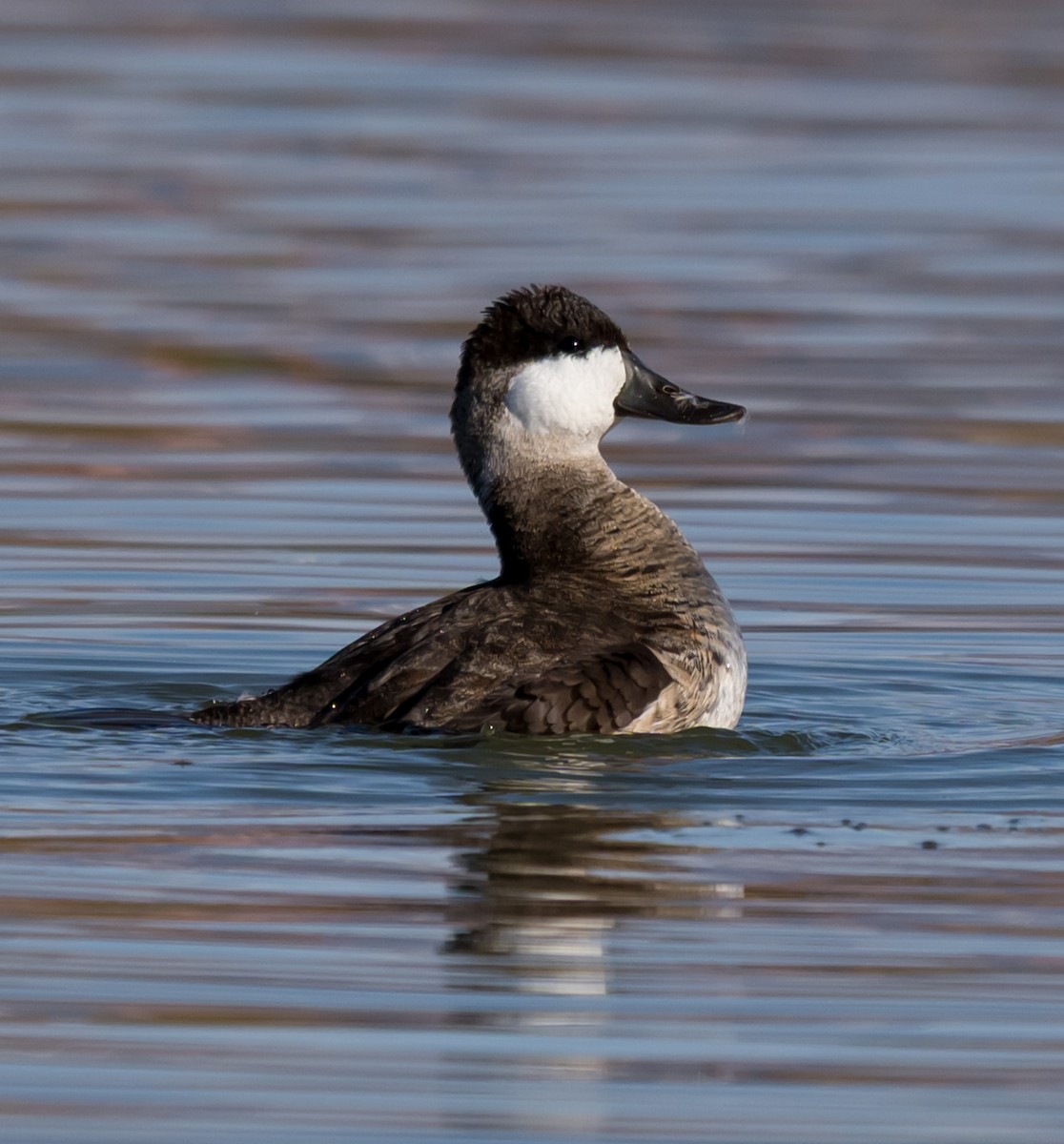 Ruddy Duck - ML645954001