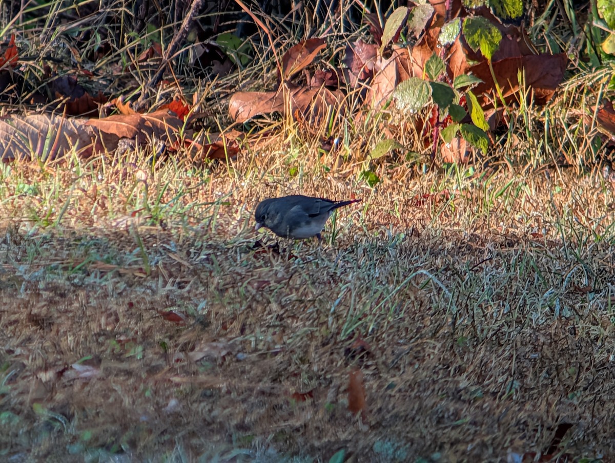 Kara Gözlü Junko - ML645954002