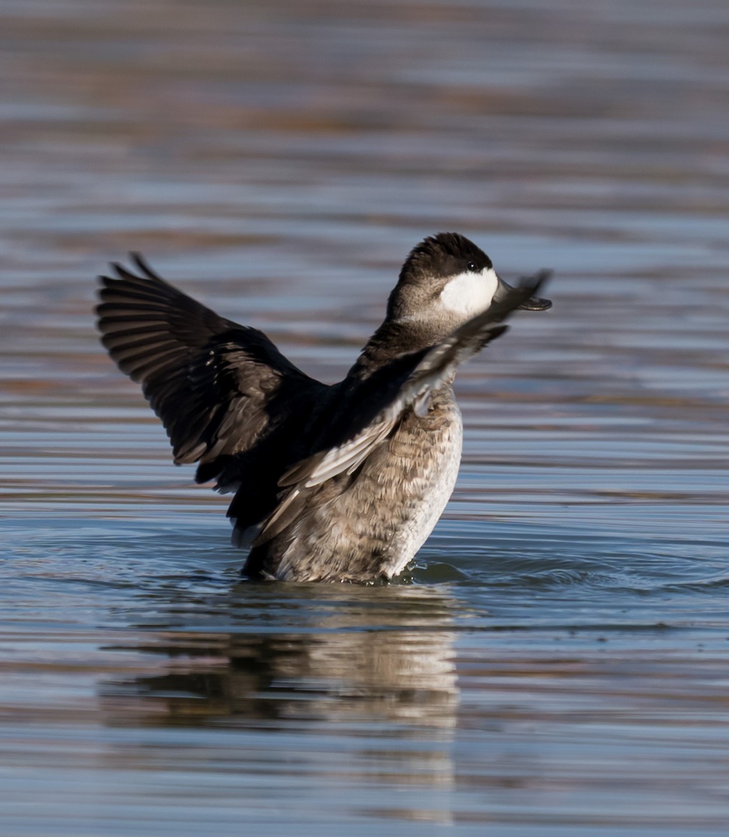 Ruddy Duck - ML645954008