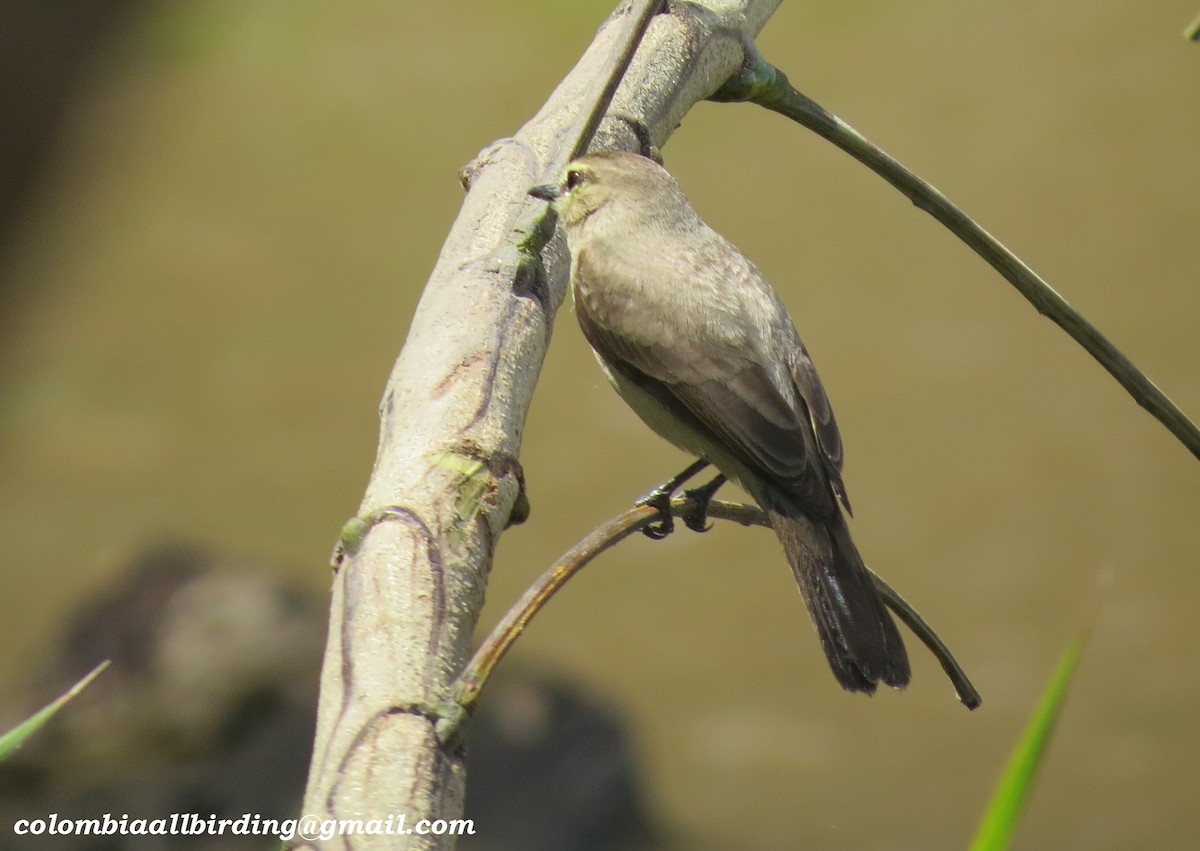 Drab Water Tyrant - ML645954009