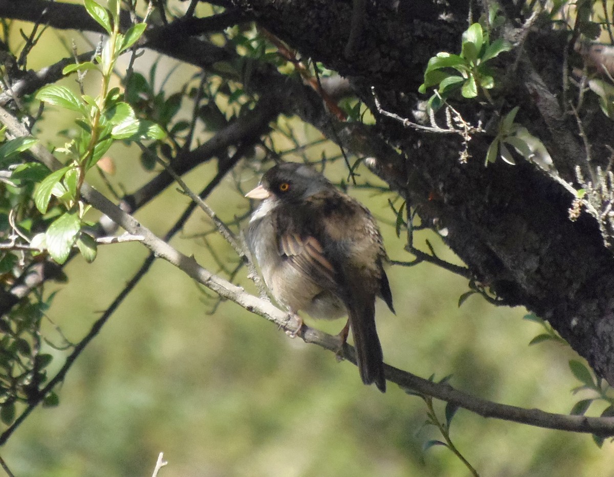 Volcano Junco - ML645954011