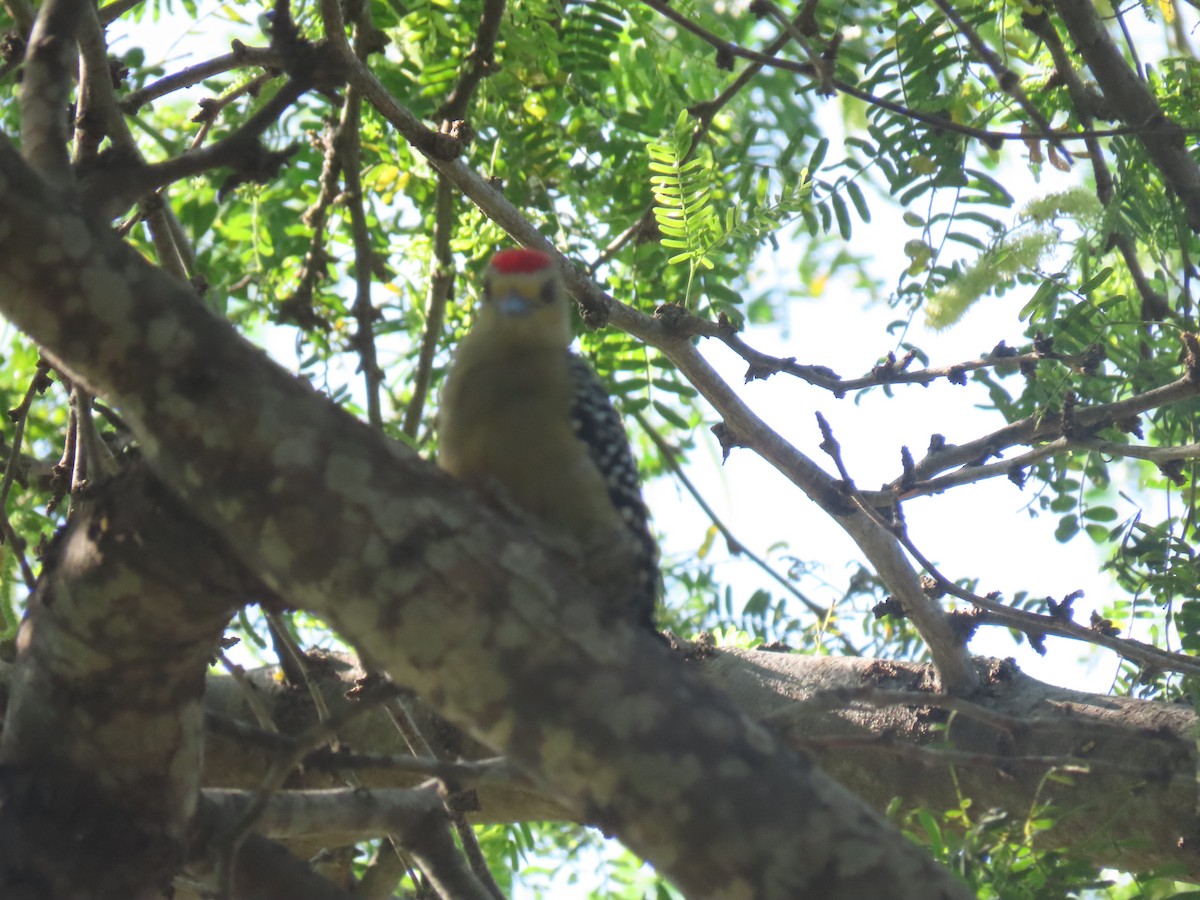 Red-crowned Woodpecker - ML645954015