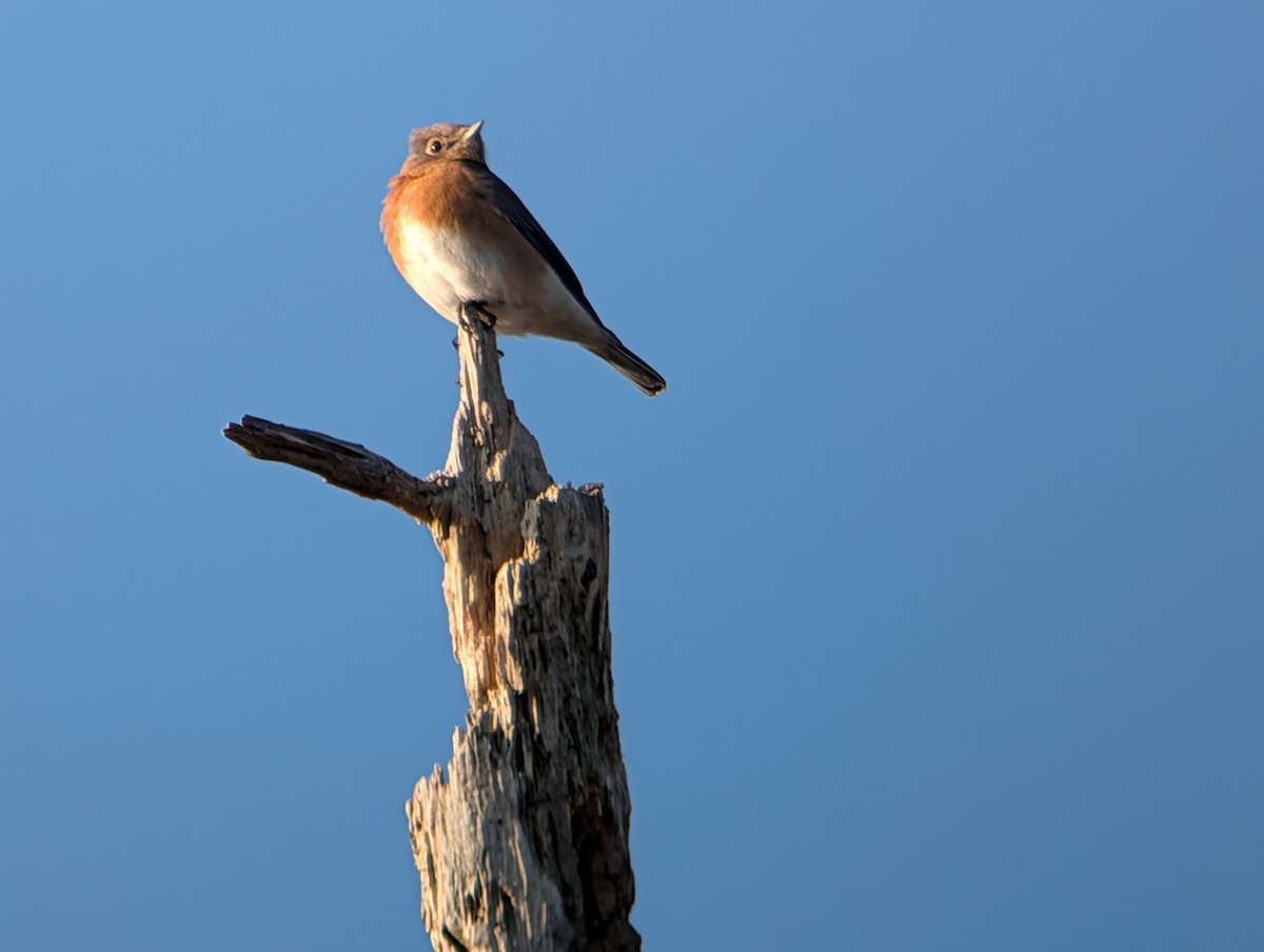 Doğulu Mavi Ardıç - ML645954016