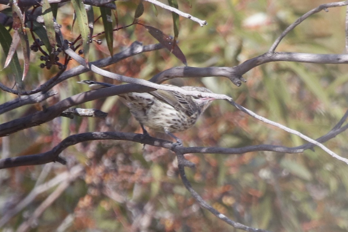 Diken Yanaklı Balkuşu - ML645954021