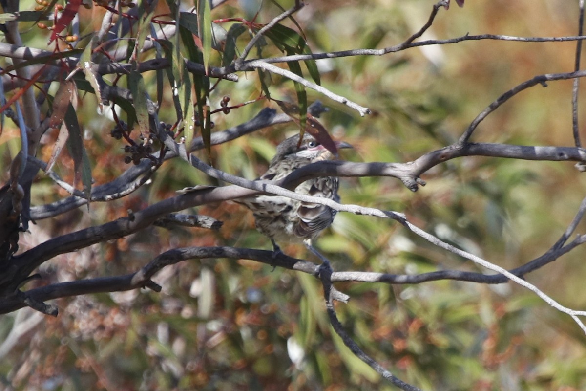 Diken Yanaklı Balkuşu - ML645954022