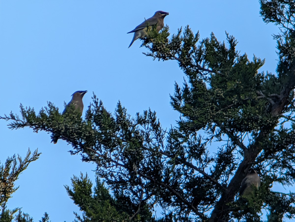 Sedir İpekkuyruğu - ML645954029