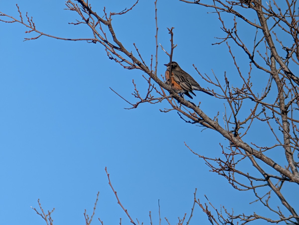 Göçmen Ardıç - ML645954039