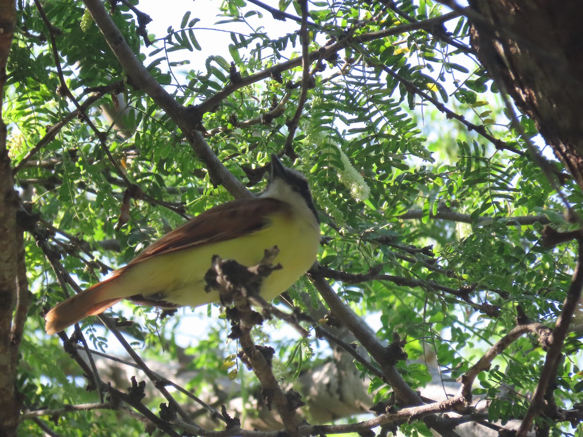 Great Kiskadee - ML645954040