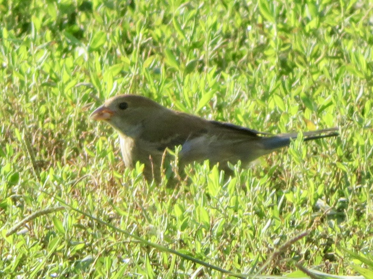 Indigo Bunting - ML645954043