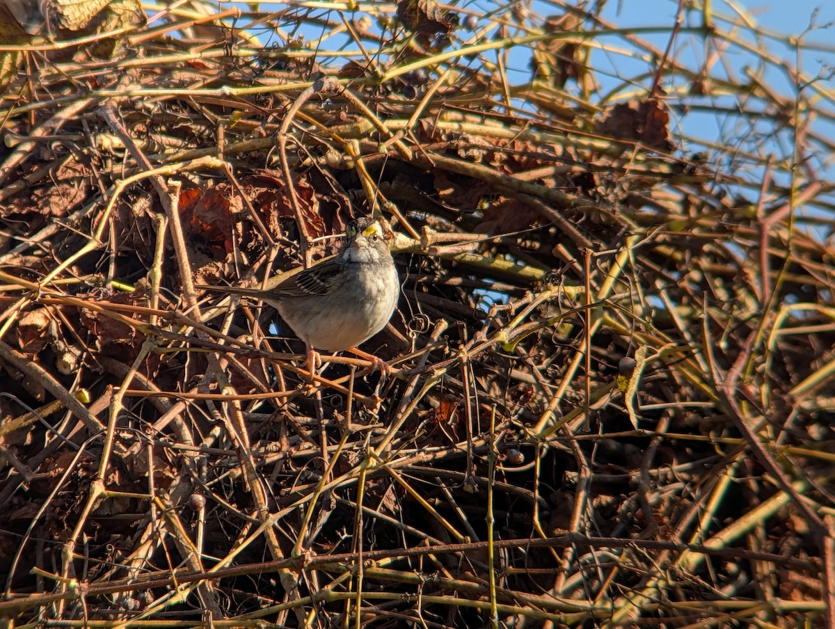 Ak Boğazlı Serçe - ML645954047