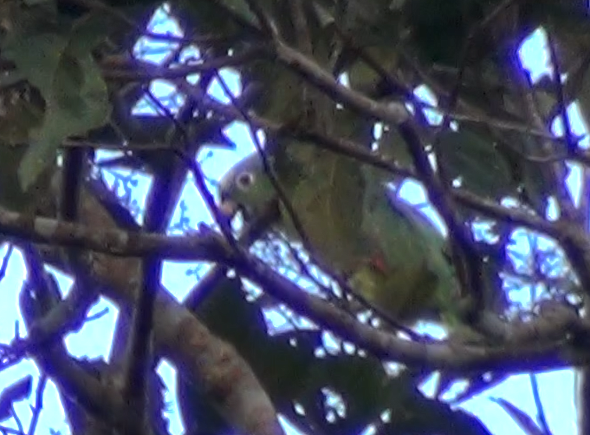 Yellow-crowned Amazon - ML645954050