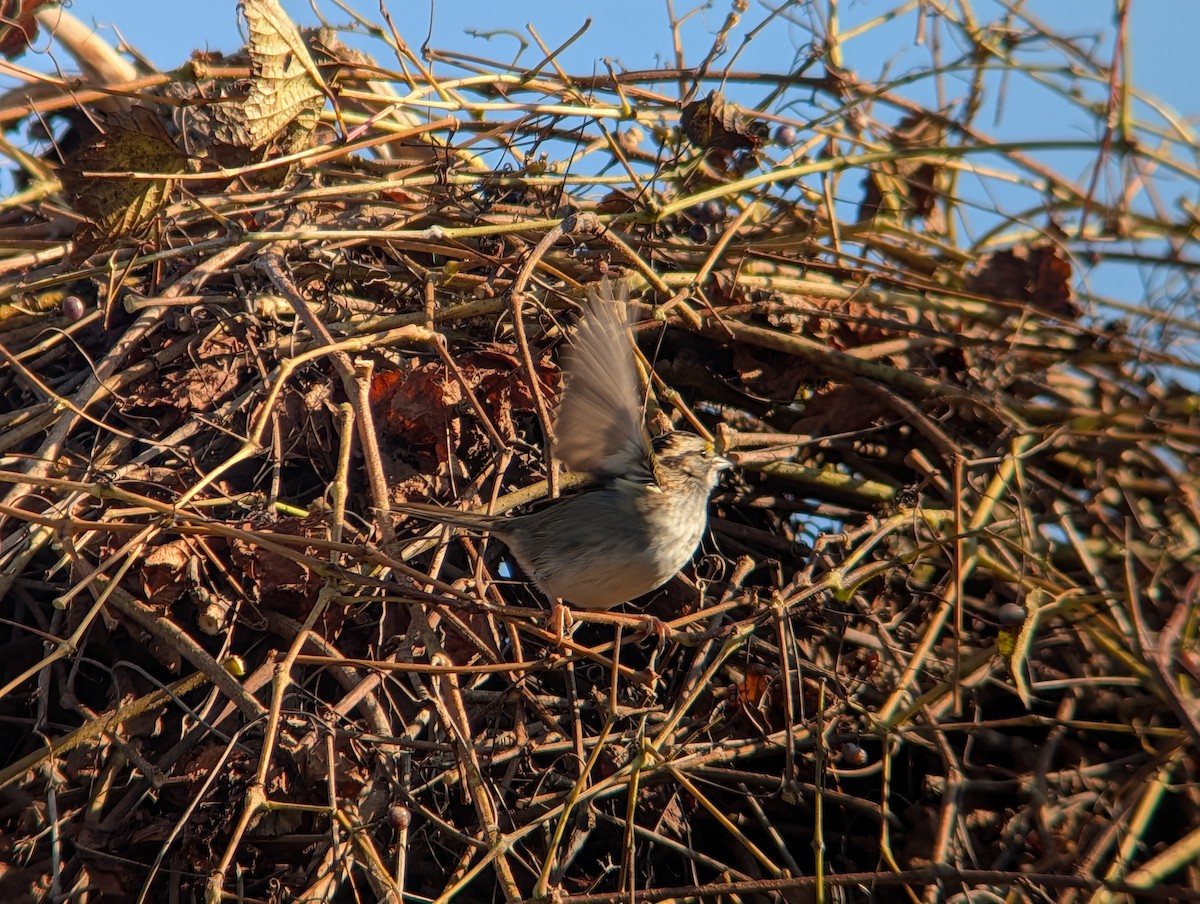 Ak Boğazlı Serçe - ML645954052