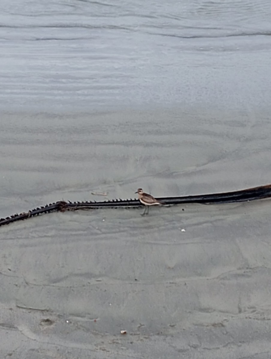 American Golden-Plover - ML645954053