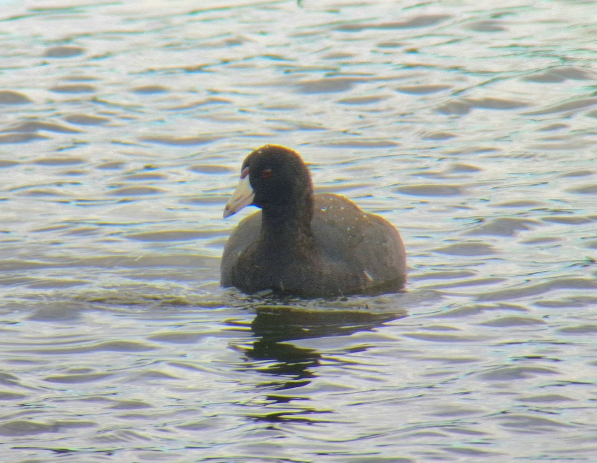 lyska americká - ML645954058