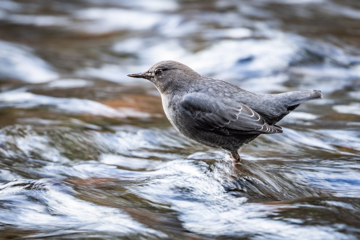 Ur-zozo iparramerikarra - ML645954059