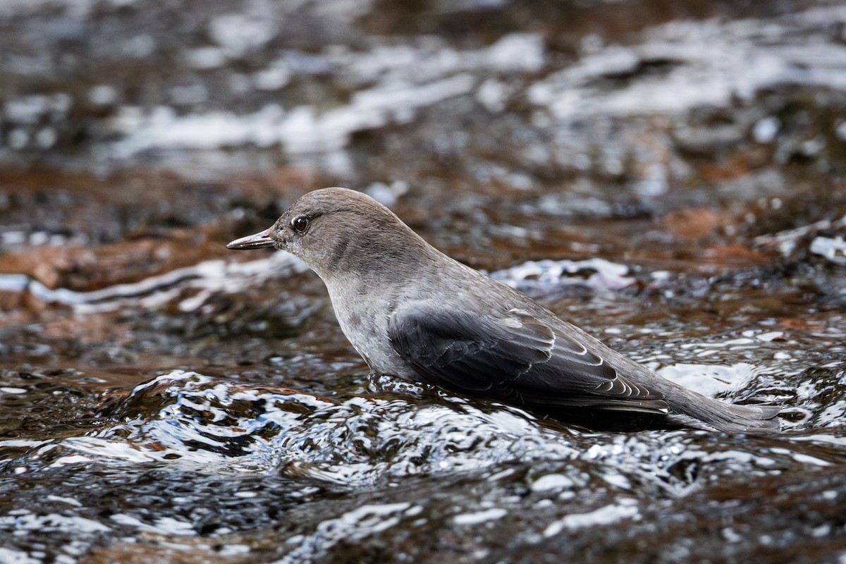 Ur-zozo iparramerikarra - ML645954060