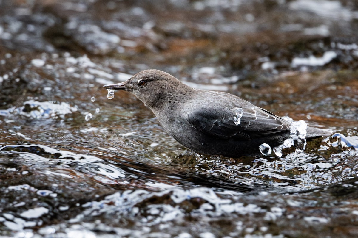 Ur-zozo iparramerikarra - ML645954061