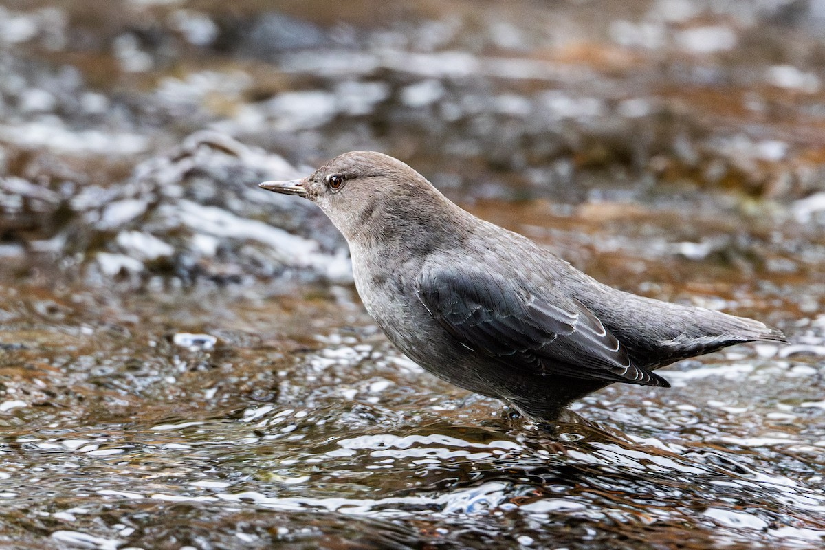 Ur-zozo iparramerikarra - ML645954062